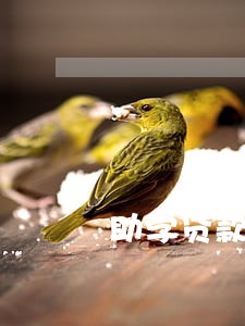 助学贷款逾期有7申请房贷