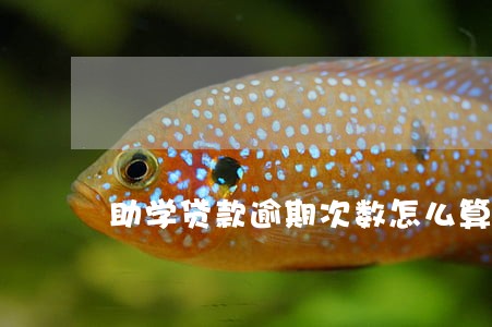 助学贷款逾期次数怎么算 助学贷款逾期次数怎么算
