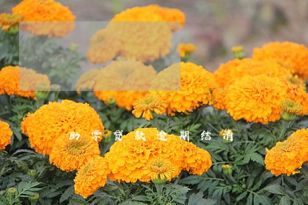 助学贷款逾期结清 助学贷款逾期结清