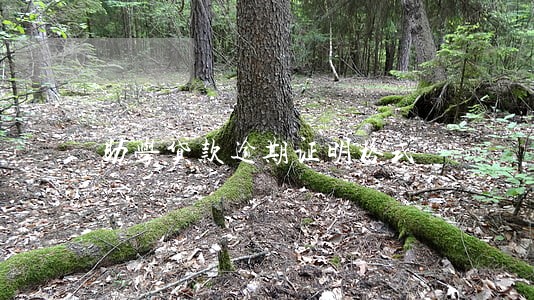助学贷款逾期证明格式 助学贷款逾期证明格式