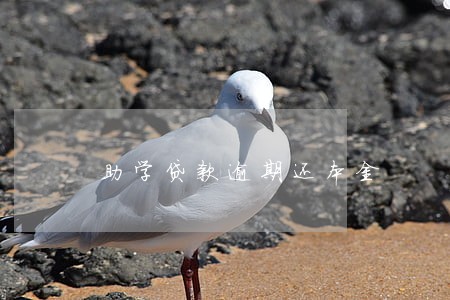 助学贷款逾期还本金 助学贷款逾期还本金