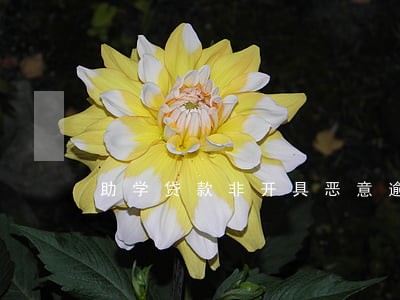 助学贷款非开具恶意逾期证明 助学贷款非开具恶意逾期证明
