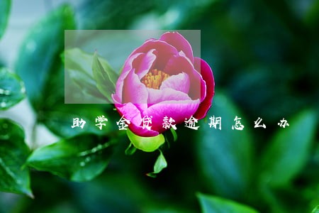 助学金贷款逾期怎么办 助学金贷款逾期怎么办
