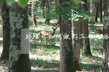 助理员如何做好工作总结 助理员如何做好工作总结