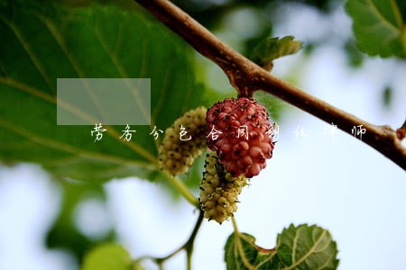 劳务分包合同纠纷律师 劳务分包合同纠纷律师
