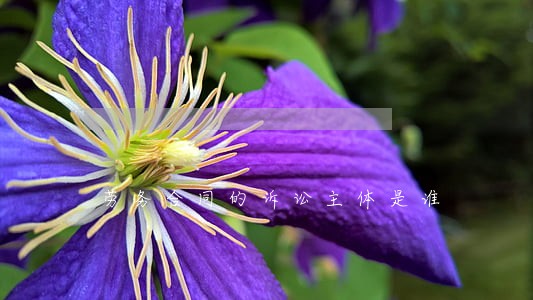 劳务合同的诉讼主体是谁 劳务合同的诉讼主体是谁