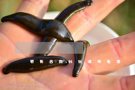 劳务合同纠纷律师免费 劳务合同纠纷律师免费