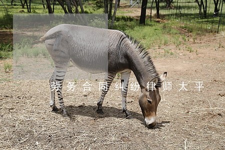 劳务合同纠纷律师太平 劳务合同纠纷律师太平