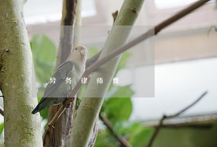 劳务律师费