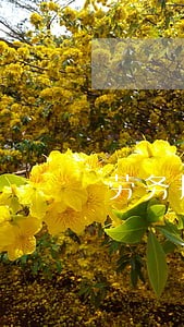 劳务损害纠纷律师咨询电话 劳务损害纠纷律师咨询电话