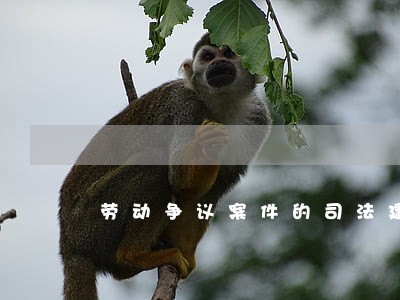 劳动争议案件的司法建议书 劳动争议案件的司法建议书