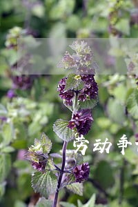 劳动争议法律援助有哪些 劳动争议法律援助有哪些