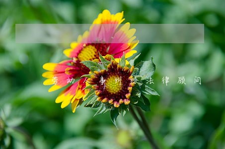 劳动人事纠纷法律顾问 劳动人事纠纷法律顾问