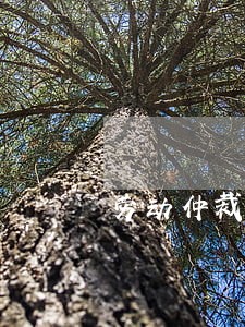 劳动仲裁受理后没钱请律师怎么办 劳动仲裁受理后没钱请律师怎么办