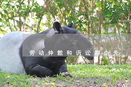 劳动仲裁和诉讼哪个先 劳动仲裁和诉讼哪个先