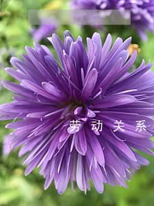 劳动关系仲裁是否需要请律师 劳动关系仲裁是否需要请律师