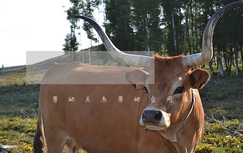 劳动关系劳动合同法 劳动关系劳动合同法
