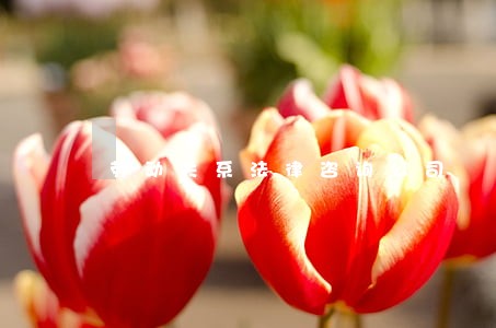 劳动关系法律咨询公司 劳动关系法律咨询公司