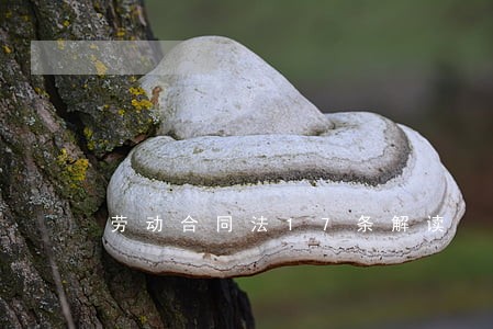 劳动合同法17条解读 劳动合同法17条解读