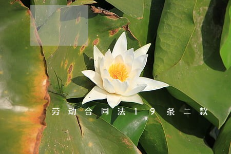 劳动合同法19条二款