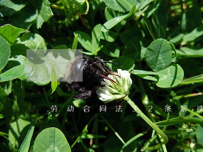 劳动合同法32条解读 劳动合同法32条解读