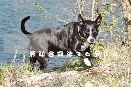 劳动合同法36到44 劳动合同法36到44