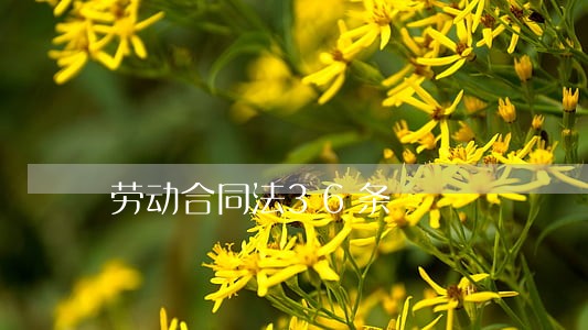 劳动合同法36条 劳动合同法36条