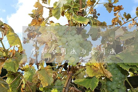 劳动合同法与合同法 劳动合同法与合同法