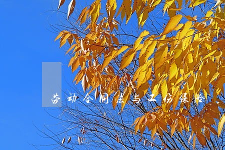 劳动合同法与工伤保险 劳动合同法与工伤保险