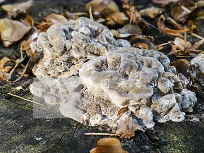 劳动合同法专业律师 劳动合同法专业律师