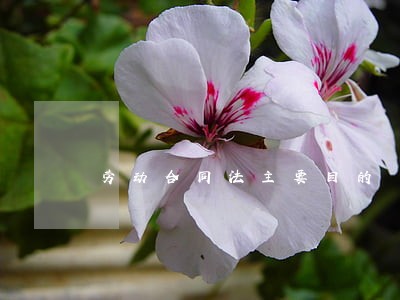 劳动合同法主要目的 劳动合同法主要目的