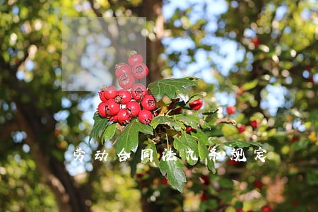 劳动合同法九条规定 劳动合同法九条规定