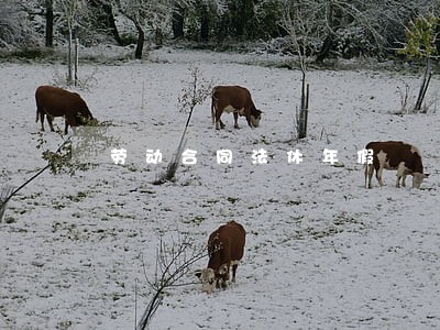 劳动合同法休年假 劳动合同法休年假