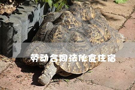 劳动合同法伙食住宿 劳动合同法伙食住宿