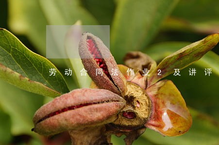 劳动合同法作业2及讲评 劳动合同法作业2及讲评