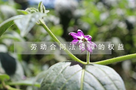 劳动合同法保障的权益 劳动合同法保障的权益