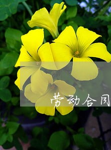 劳动合同法假期工 劳动合同法假期工