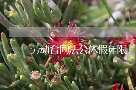 劳动合同法公休假年限 劳动合同法公休假年限