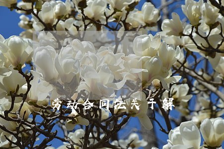 劳动合同法关于解 劳动合同法关于解