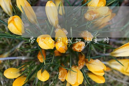 劳动合同法加倍支付 劳动合同法加倍支付