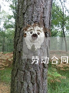 劳动合同法司法法条 劳动合同法司法法条