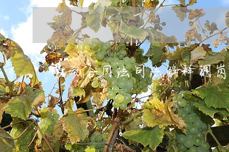 劳动合同法司法解释调岗 劳动合同法司法解释调岗