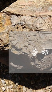 劳动合同法哪里发布 劳动合同法哪里发布