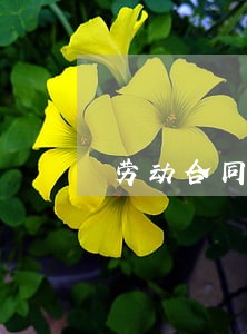 劳动合同法四十二 劳动合同法四十二