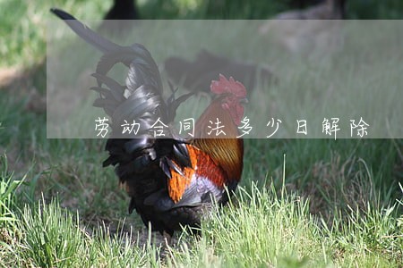 劳动合同法多少日解除 劳动合同法多少日解除