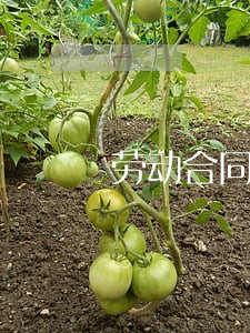 劳动合同法孕妇换岗 劳动合同法孕妇换岗