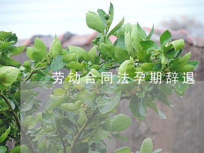劳动合同法孕期辞退 劳动合同法孕期辞退