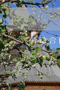 劳动合同法实务应对建议 劳动合同法实务应对建议