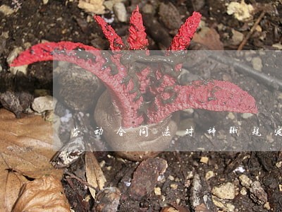 劳动合同法对辞职规定 劳动合同法对辞职规定