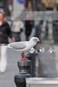 劳动合同法年休假婚假 劳动合同法年休假婚假